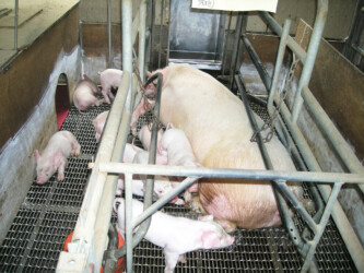 冨田畜産の豚
